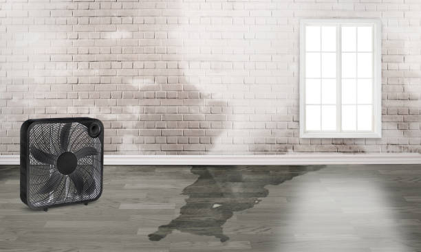 Best Mold removal after water damage  in Marco Island, FL